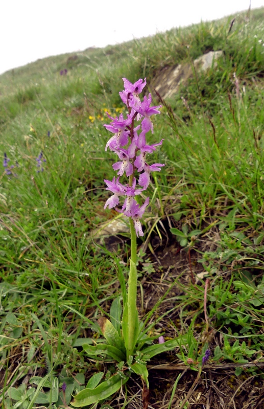 Il lago di Campotosto, orchidee, maltempo eschiarite! maggio/giugno 2023.